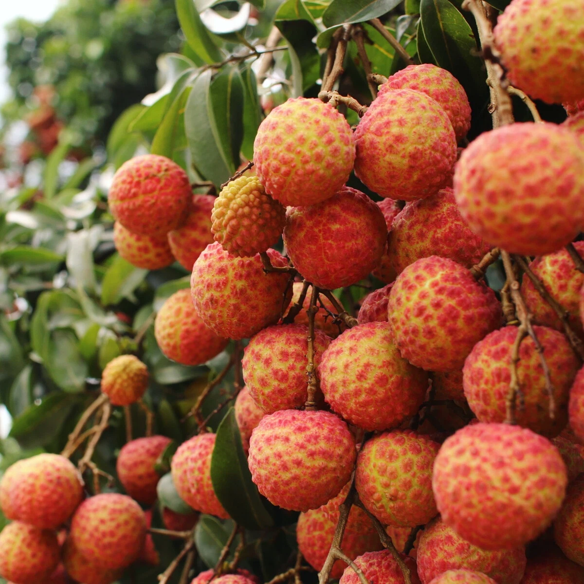 گیاه لیچی