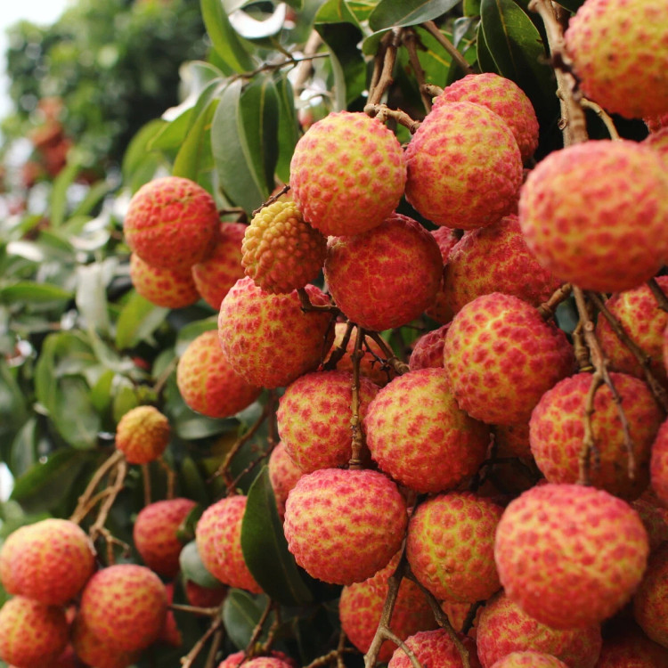 گیاه لیچی